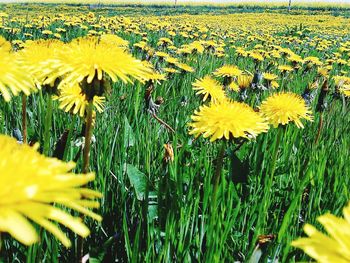 Close-up of yellow flowers blooming in field