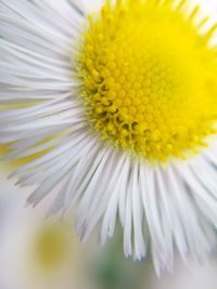 Close-up of yellow daisy