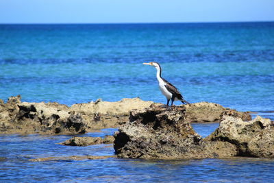 Seagull on rock in sea