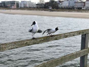 Seagulls perching on railing by sea