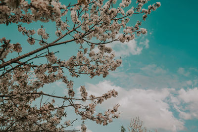 Low angle view of cherry tree against blue sky