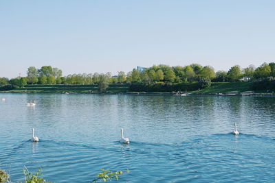 View of ducks swimming in lake