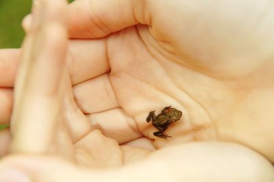 Close-up of hand holding small