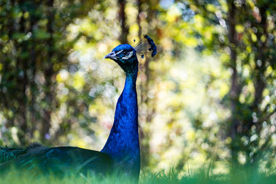 Close-up of a peacock