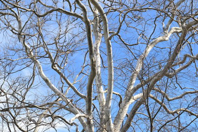 Low angle view of bare trees against blue sky