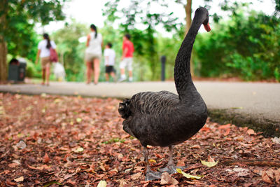 Close-up of a bird on field