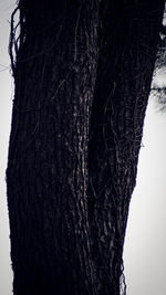 Close-up of tree trunk against clear sky