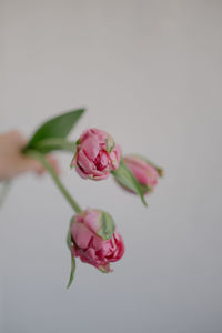 Close-up of pink tulips in the hand against white background