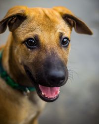 Close-up portrait of dog