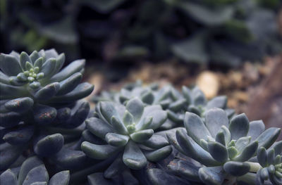 Close-up of succulent plant