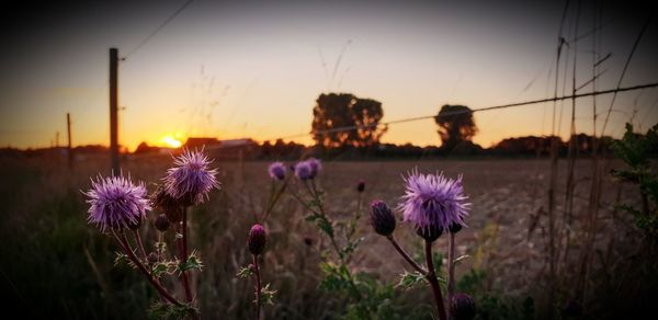 Close-up of purple flowering plants on field against sky