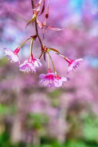 Close-up of pink cherry blossom