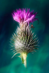Close-up of thistle flower
