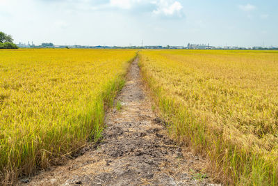 Scenic view of agricultural field against sky