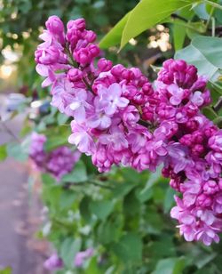 flowering plant