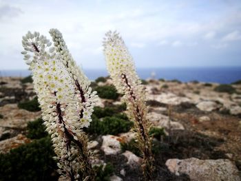 Close-up of flowering plant by sea against sky