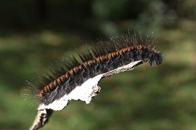 Close-up of insect on flower