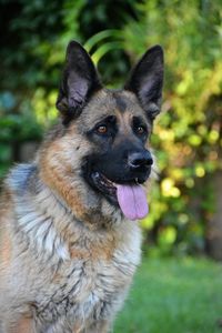 Close-up portrait of a dog