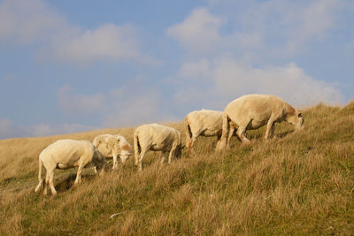 Herd of sheep grazing on grassy hill against sky