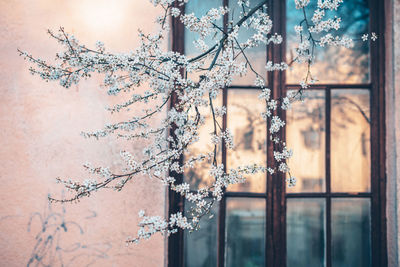 Close-up of cherry blossom on tree by building