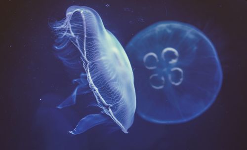 Moon jelly swimming undersea