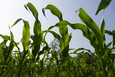 Close-up of fresh green plants on field against sky