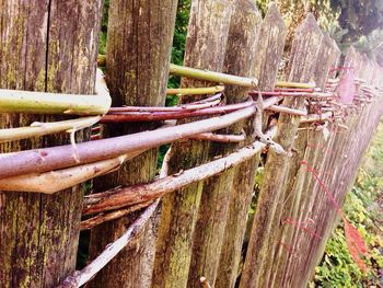 Close-up of wooden tree trunk