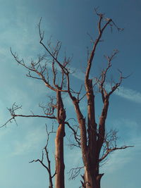 Low angle view of bare trees against clear sky