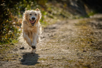 Dog running in sunlight