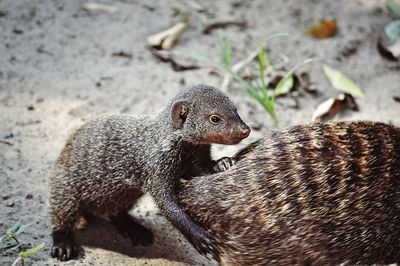 Side view of mongoose on land