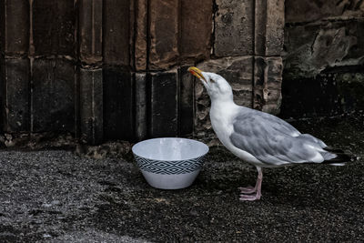 Close-up of seagull perching outdoors