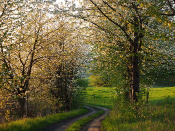 Road amidst trees during autumn
