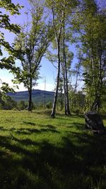 Trees on grassy field