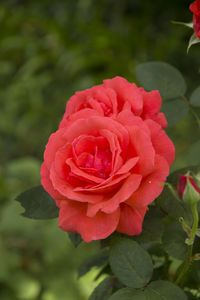 Close-up of red rose