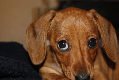 Close-up portrait of a dog