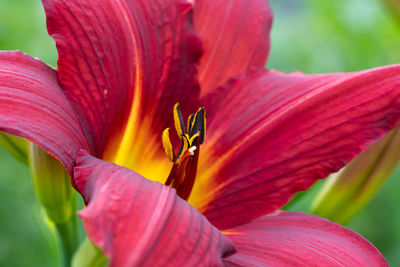 Close-up of pink lily