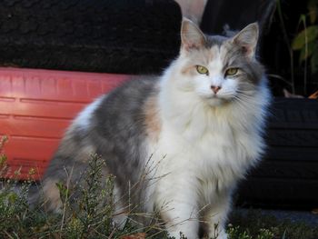 Portrait of cat sitting outdoors