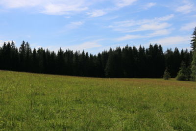 Scenic view of trees on field against sky