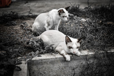 View of two cats