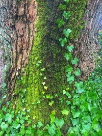 Close-up of ivy growing on tree trunk