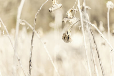 Close-up of crops growing on field