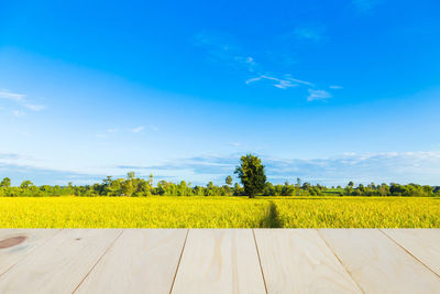 Scenic view of oilseed rape field against blue sky