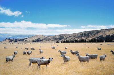 Flock of sheep grazing on pasture against sky