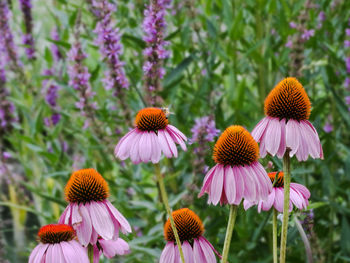 Close-up of purple coneflowers blooming outdoors