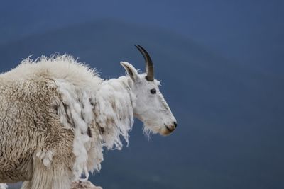 Close-up of goat on field