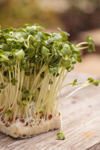 Close-up of leaf vegetable on table