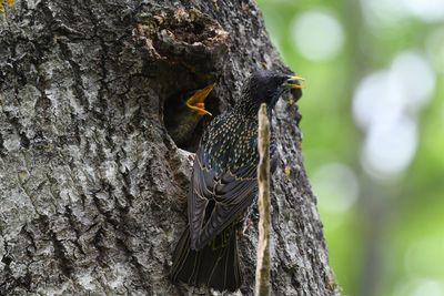 Close-up of bird perching on tree trunk