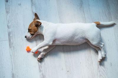 High angle view of dog