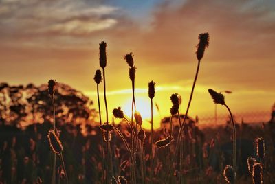 Close-up of stalks in field against sunset sky