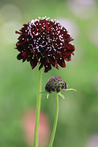 Close-up of insect on red flowering plant